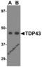 TAR DNA Binding Protein antibody, 4285, ProSci, Western Blot image 