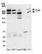 KIAA1027 antibody, A305-206A, Bethyl Labs, Western Blot image 