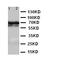 Lamin B2 antibody, LS-C312793, Lifespan Biosciences, Western Blot image 