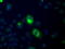 GDH antibody, LS-C115240, Lifespan Biosciences, Immunofluorescence image 