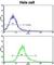 Actin Related Protein 2/3 Complex Subunit 1A antibody, abx032845, Abbexa, Western Blot image 