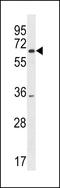 Serine/Arginine Repetitive Matrix 3 antibody, LS-C156137, Lifespan Biosciences, Western Blot image 