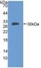 Milk Fat Globule-EGF Factor 8 Protein antibody, MBS2004903, MyBioSource, Western Blot image 
