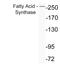 FASN antibody, LS-C177295, Lifespan Biosciences, Western Blot image 