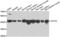 Actin Alpha 2, Smooth Muscle antibody, LS-B15359, Lifespan Biosciences, Western Blot image 