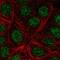 Killin, P53 Regulated DNA Replication Inhibitor antibody, NBP2-57404, Novus Biologicals, Immunofluorescence image 