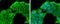 Rho Associated Coiled-Coil Containing Protein Kinase 2 antibody, PA5-78291, Invitrogen Antibodies, Immunofluorescence image 