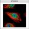 SMAD Family Member 5 antibody, PA5-78050, Invitrogen Antibodies, Immunofluorescence image 