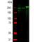 Neurofilament Heavy antibody, NB300-217, Novus Biologicals, Western Blot image 