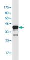 Achaete-Scute Family BHLH Transcription Factor 3 antibody, H00056676-M02-100ug, Novus Biologicals, Western Blot image 