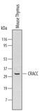 SLAM Family Member 7 antibody, MAB4628, R&D Systems, Western Blot image 