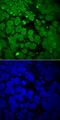Transcription factor SOX-3 antibody, MAB2569, R&D Systems, Immunofluorescence image 