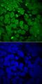 SRY-Box 3 antibody, MAB2569, R&D Systems, Immunofluorescence image 