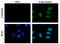 H2A Histone Family Member X antibody, GTX628789, GeneTex, Immunofluorescence image 