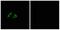 G Protein-Coupled Receptor 152 antibody, A30815, Boster Biological Technology, Immunofluorescence image 