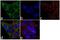 Survival Of Motor Neuron 2, Centromeric antibody, 720207, Invitrogen Antibodies, Immunofluorescence image 