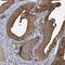Cyclin Y antibody, PA5-57598, Invitrogen Antibodies, Immunohistochemistry paraffin image 
