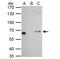 PLAG1 Zinc Finger antibody, NBP2-15075, Novus Biologicals, Immunoprecipitation image 