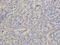 Adenine Phosphoribosyltransferase antibody, A02721-1, Boster Biological Technology, Immunohistochemistry frozen image 