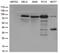 Tetratricopeptide Repeat Domain 7A antibody, LS-C796334, Lifespan Biosciences, Western Blot image 