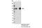 Hepatocyte Growth Factor-Regulated Tyrosine Kinase Substrate antibody, 15087S, Cell Signaling Technology, Immunoprecipitation image 