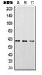 Signal Transducing Adaptor Molecule 2 antibody, MBS820372, MyBioSource, Western Blot image 