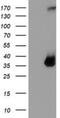 Tryptase Gamma 1 antibody, NBP2-74652, Novus Biologicals, Western Blot image 