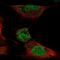 Homeobox C4 antibody, PA5-65827, Invitrogen Antibodies, Immunofluorescence image 