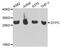 Glycophorin C (Gerbich Blood Group) antibody, PA5-76003, Invitrogen Antibodies, Western Blot image 