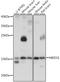 Mediator Complex Subunit 31 antibody, A15831, ABclonal Technology, Western Blot image 
