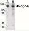 Nogo-66 receptor antibody, NBP2-41070, Novus Biologicals, Western Blot image 