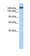 Myosin Heavy Chain 10 antibody, orb324991, Biorbyt, Western Blot image 