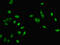 MutL Homolog 1 antibody, LS-C678660, Lifespan Biosciences, Immunofluorescence image 