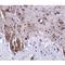 Leucine Rich Repeat And Fibronectin Type III Domain Containing 1 antibody, LS-C108474, Lifespan Biosciences, Immunohistochemistry frozen image 