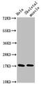 Ubiquitin Conjugating Enzyme E2 D3 antibody, LS-C370524, Lifespan Biosciences, Western Blot image 