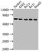 Far Upstream Element Binding Protein 1 antibody, CSB-RA157765A0HU, Cusabio, Western Blot image 