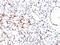 Phosphatase And Tensin Homolog antibody, GTX17980, GeneTex, Immunohistochemistry paraffin image 