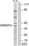 GTPase, IMAP Family Member 2 antibody, abx014508, Abbexa, Western Blot image 