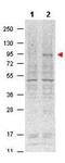 Signal Transducer And Activator Of Transcription 5A antibody, NBP1-77817, Novus Biologicals, Western Blot image 