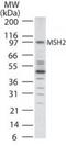 MutS Homolog 2 antibody, PA1-41393, Invitrogen Antibodies, Western Blot image 