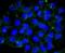 Cell Division Cycle 16 antibody, NBP2-67820, Novus Biologicals, Immunofluorescence image 
