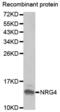 Neuregulin 4 antibody, PA5-76666, Invitrogen Antibodies, Western Blot image 