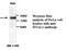 Hyaluronidase-1 antibody, MBS415864, MyBioSource, Western Blot image 