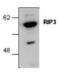 Receptor Interacting Serine/Threonine Kinase 3 antibody, 14-6048-82, Invitrogen Antibodies, Western Blot image 