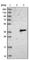 Peptidase Inhibitor 15 antibody, HPA006593, Atlas Antibodies, Western Blot image 