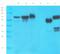 TAL BHLH Transcription Factor 1, Erythroid Differentiation Factor antibody, orb389344, Biorbyt, Western Blot image 