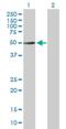 Tubulin alpha-3C/D chain antibody, H00113457-B01P, Novus Biologicals, Western Blot image 