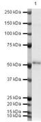 Thymidine Phosphorylase antibody, PA5-19821, Invitrogen Antibodies, Western Blot image 