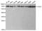 Checkpoint Kinase 2 antibody, MBS126984, MyBioSource, Western Blot image 