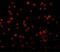 Insulin Receptor Substrate 1 antibody, GTX31717, GeneTex, Immunocytochemistry image 